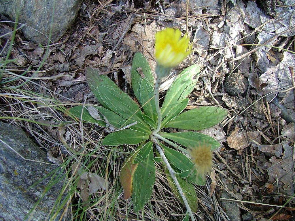 Hieracium pilosella?